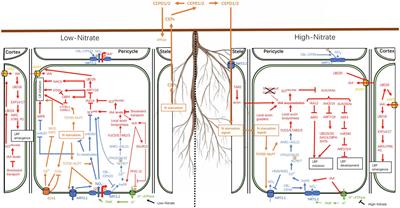 Role of Auxin and Nitrate Signaling in the Development of Root System Architecture